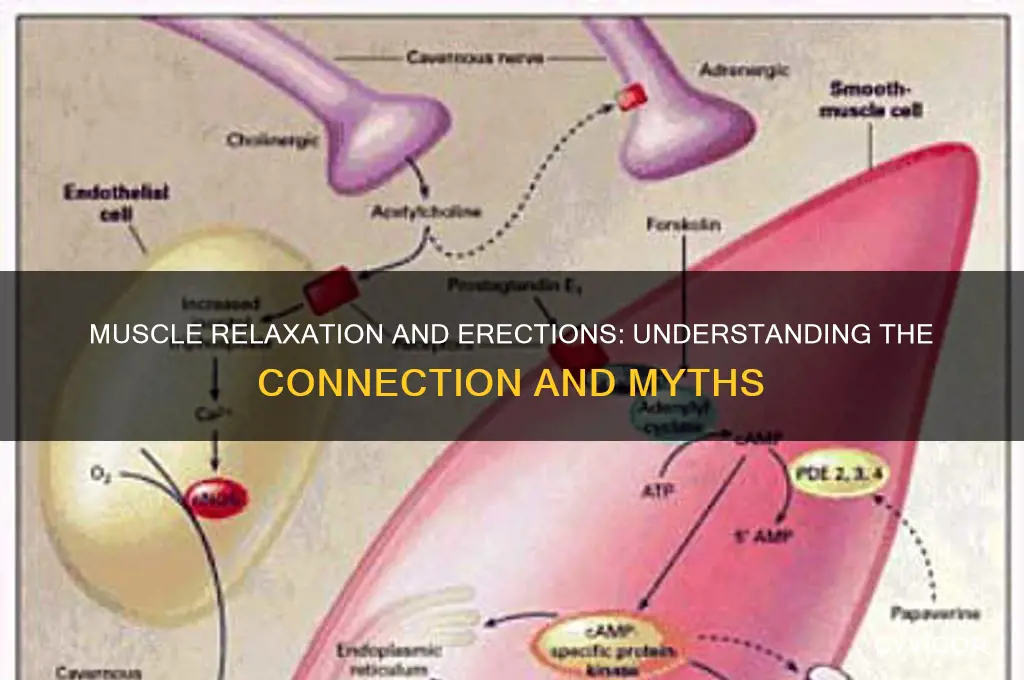 Muscle Relaxation And Erections: Understanding The Connection And Myths