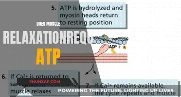 Muscle Relaxation and ATP: What's the Link?