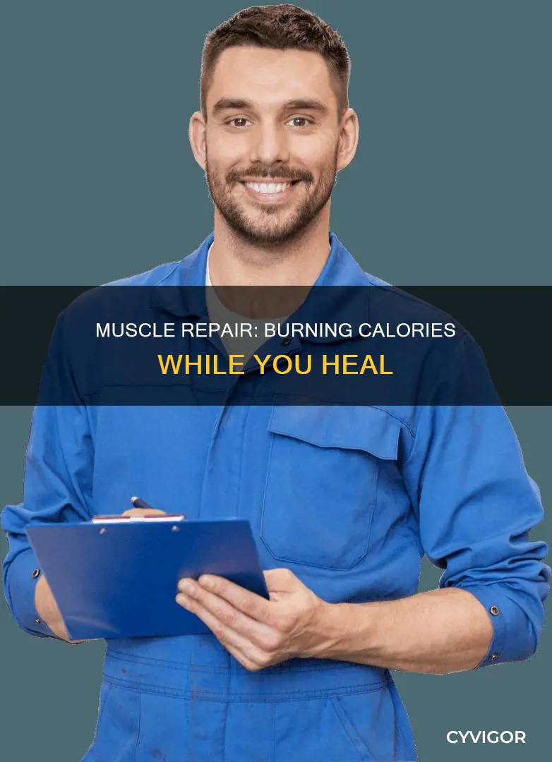 does muscle repair burn calories