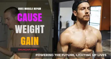 Muscle Repair: Why Weight Gain Occurs