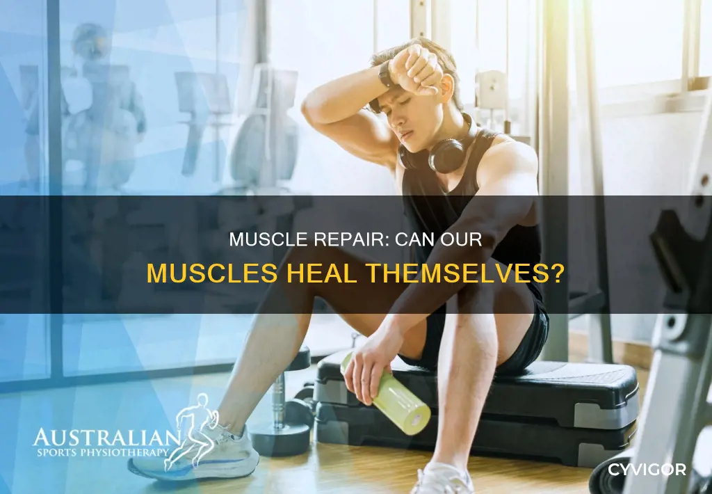 does muscle repair itself