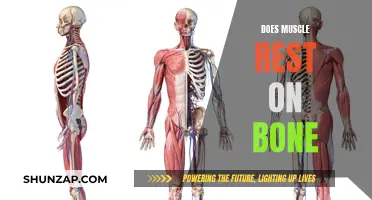 Muscle and Bone: Understanding the Intricate Relationship