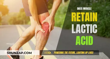 Lactic Acid: Muscle Retention and Performance Impact
