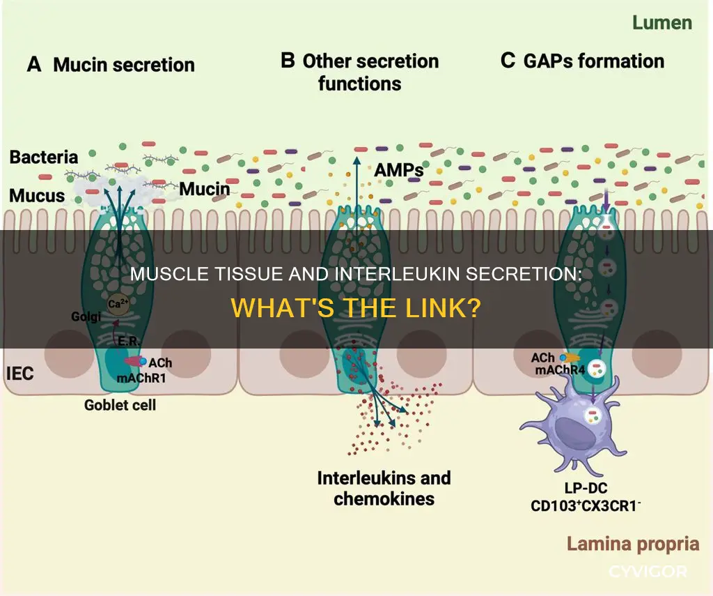 does muscle secrete interleuken