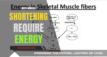 Muscle Shortening: Energy Expenditure and Contraction