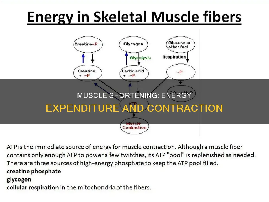 does muscle shortening require energy