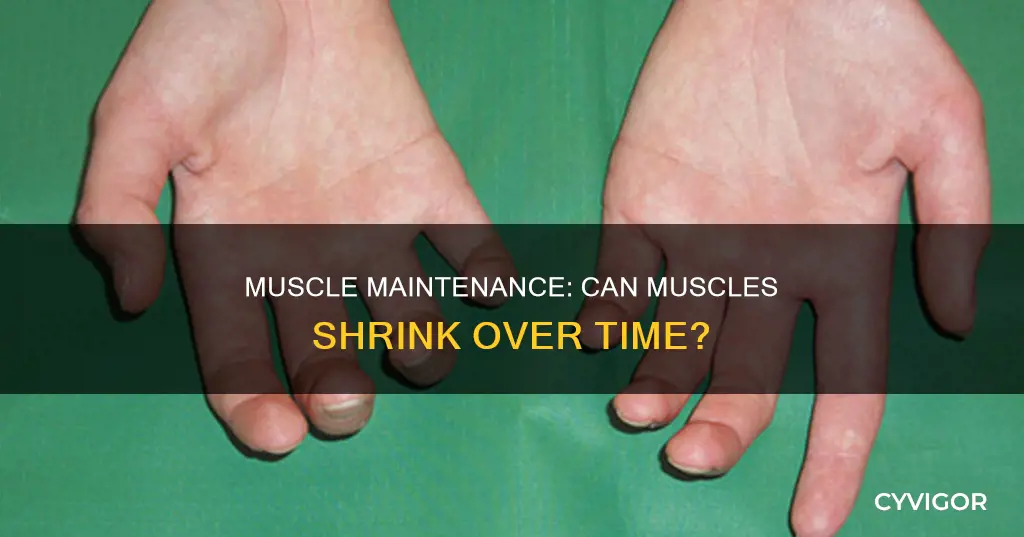 does muscle shrink over time