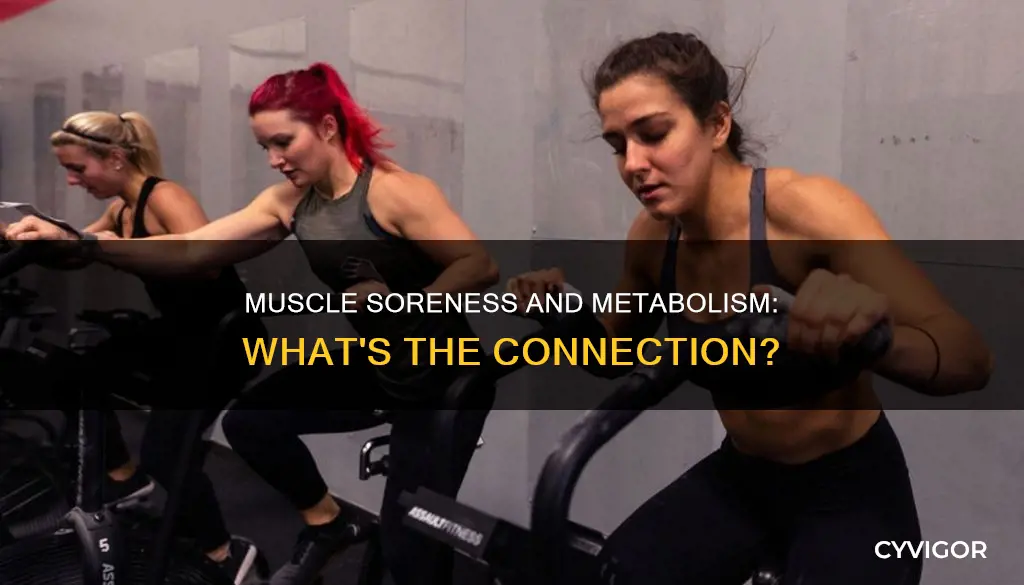 does muscle soreness increase metabolism