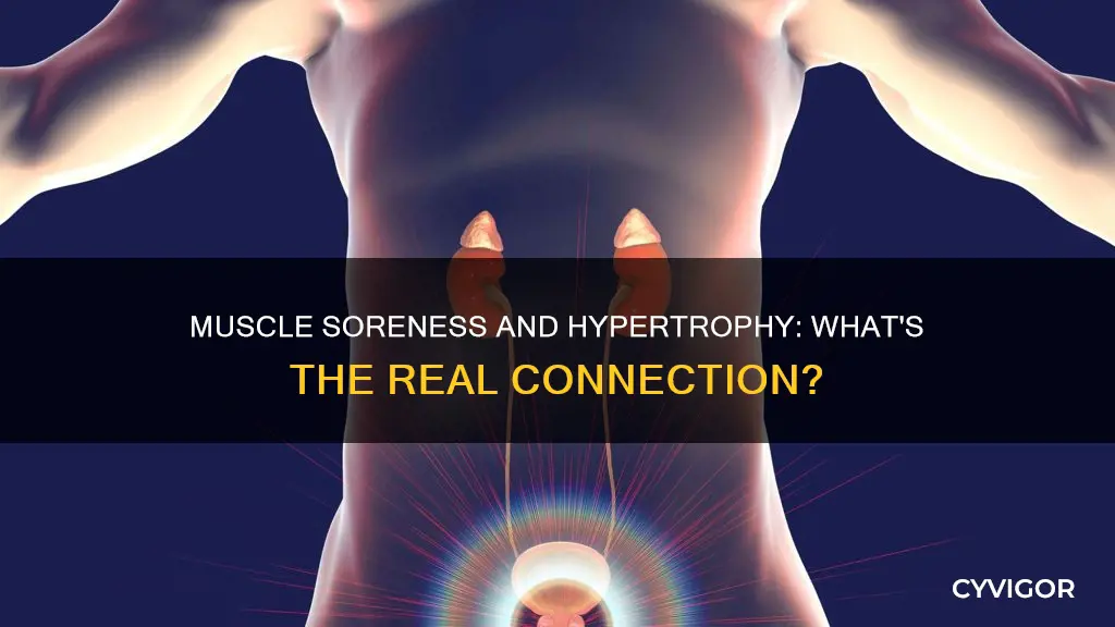 does muscle soreness mean hypertrophy
