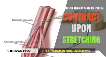 Muscle Spindles: Stretching and Contraction
