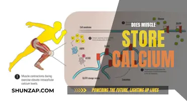 Muscle Tissue and Calcium Storage: What's the Link?