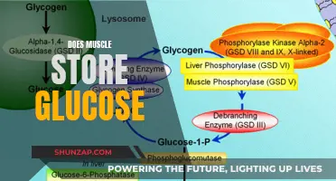 Muscle Tissue and Glucose Storage: What's the Relationship?