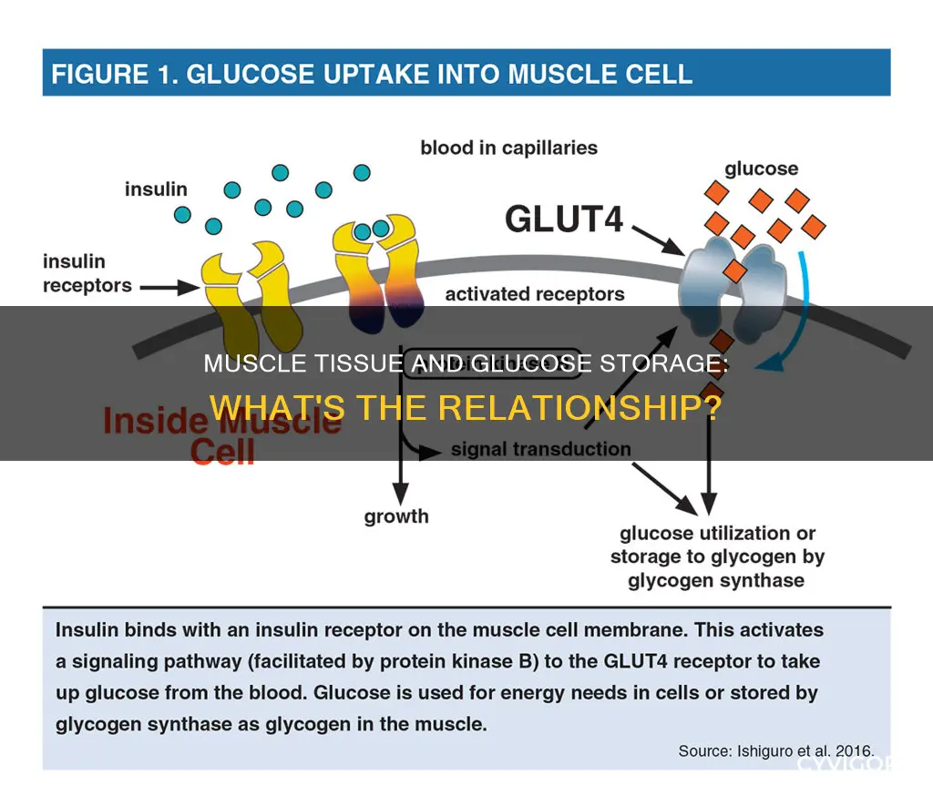 does muscle store glucose