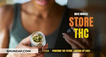 Muscle and THC: Where Does It Hide?