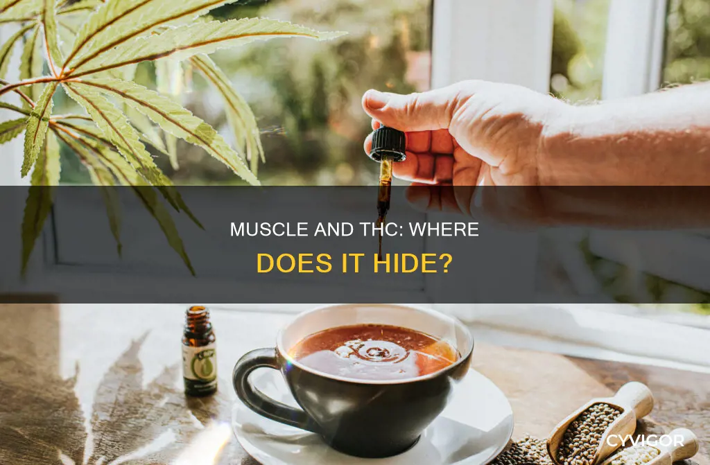 does muscle store thc
