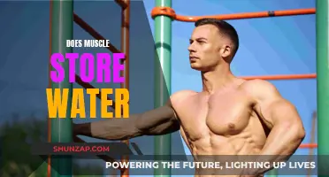 Muscle Tissue and Water Retention: What's the Link?