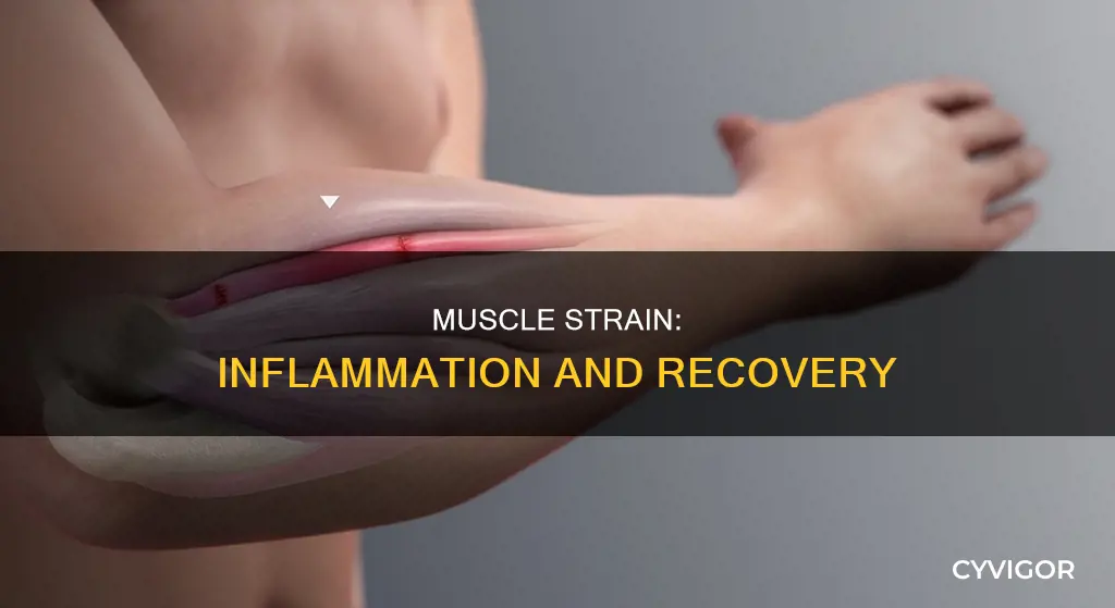 does muscle strain cause inflammation