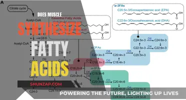 Muscle Tissue and Fatty Acid Synthesis: What's the Link?