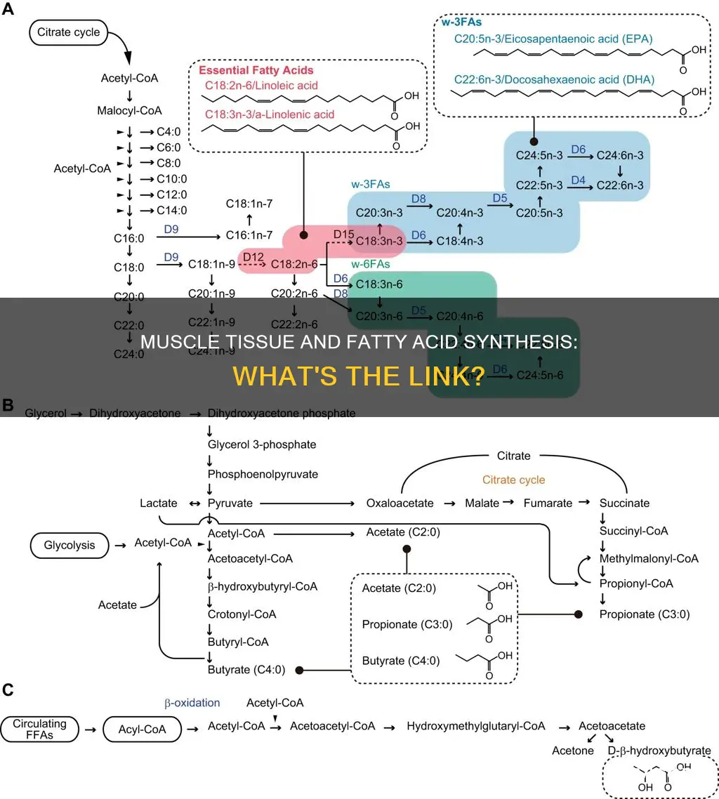 does muscle synthesize fatty acids
