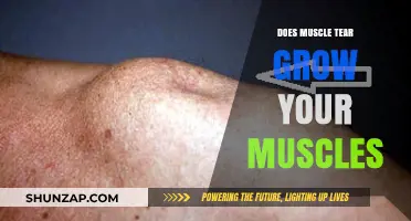 Muscle Tears and Growth: Fact or Fiction for Bigger Muscles?