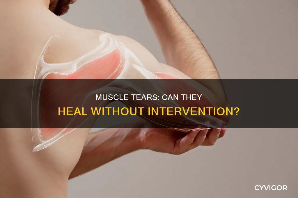 does muscle tear heal itself