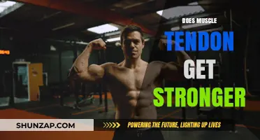 Empowering Your Muscles: The Science Behind Tendon Strength