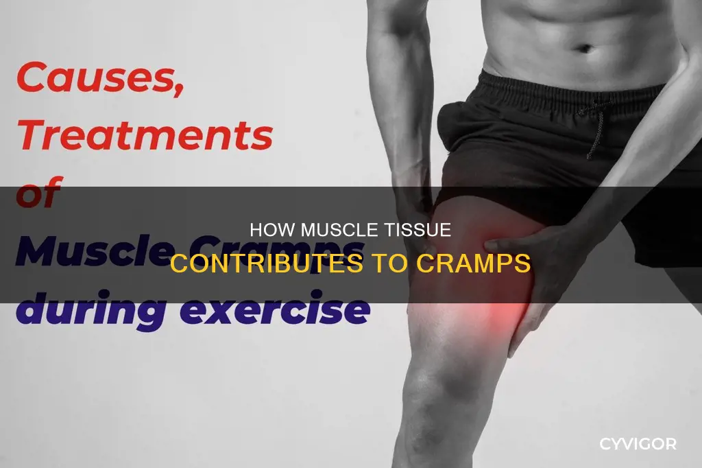 does muscle tissue cause cramps