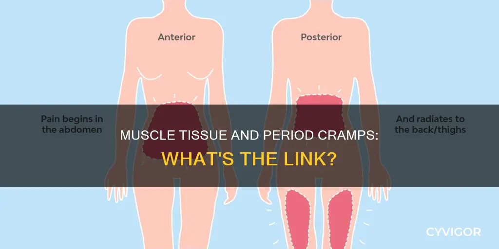 does muscle tissue cause period cramps
