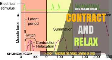 Understanding Muscle Tissue: How Contraction and Relaxation Work Together