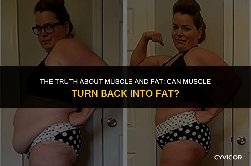 does muscle turn back into fat