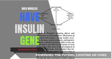 Muscle Insulin Gene Expression: Fact or Fiction?