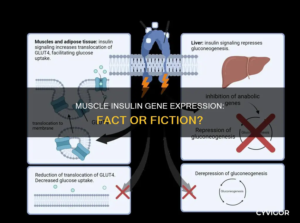 does muscles have insulin gene