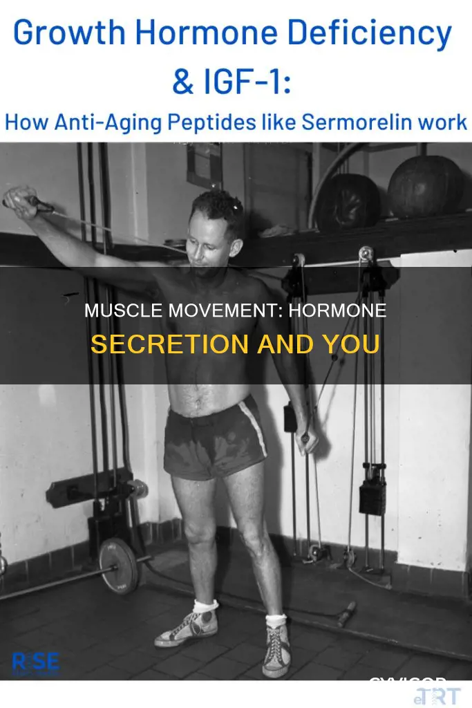 does muscles release hormones