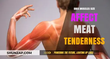 Exploring the Relationship Between Muscle Size and Meat Tenderness