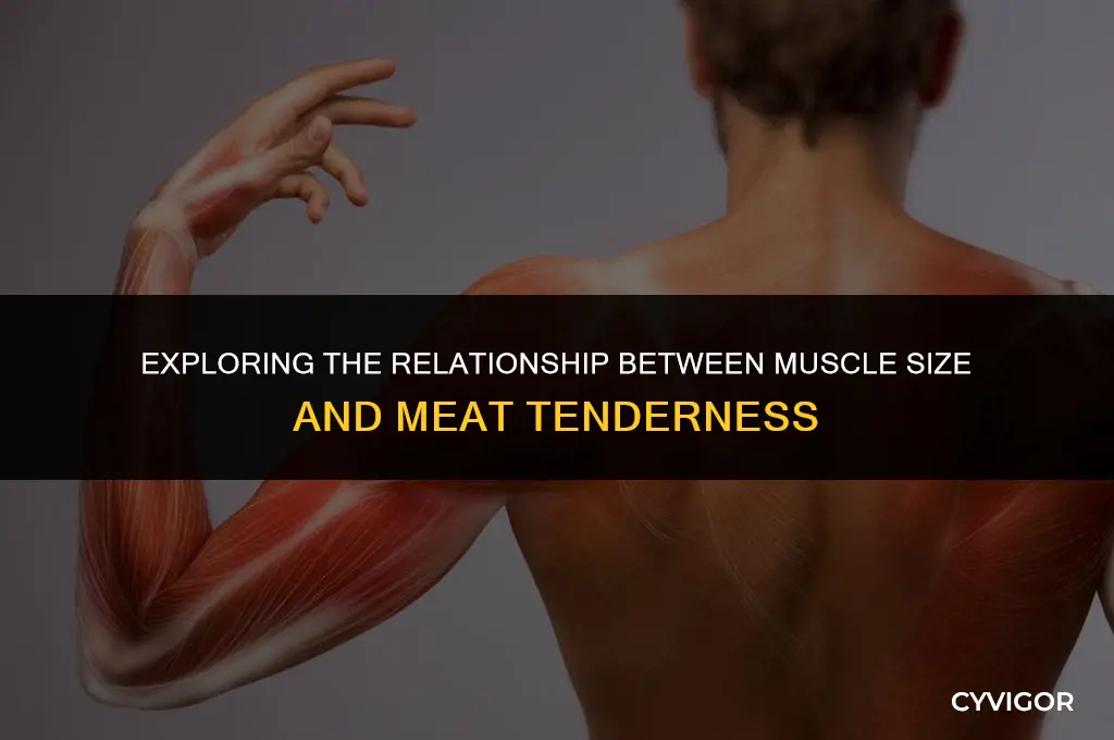 does muscles size affect meat tenderness