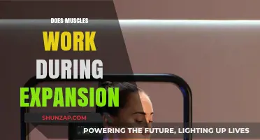 Muscle Mechanics: Understanding Their Role During Expansion and Contraction