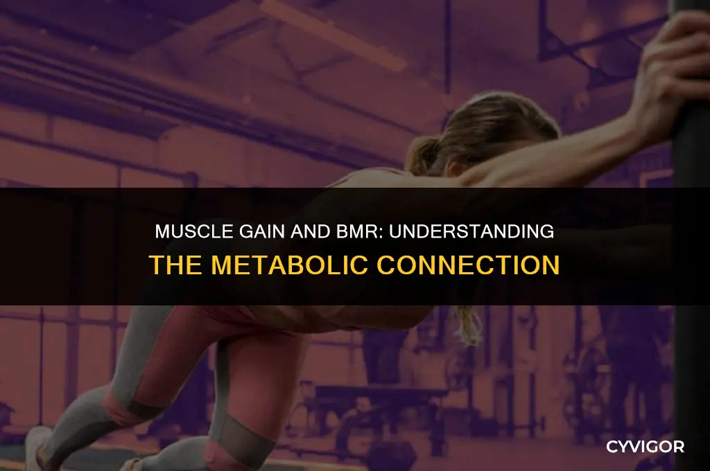 does my bmr go up as i get muscles