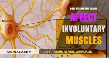 Exploring Myasthenia Gravis: Impact on Involuntary Muscles Revealed