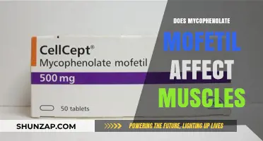 Exploring the Impact of Mycophenolate Mofetil on Muscle Health