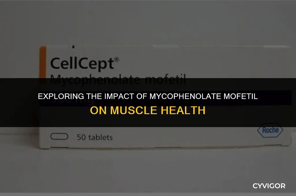 does mycophenolate mofetil affect muscles