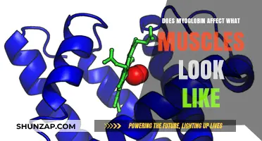 Unveiling the Role of Myoglobin in Muscle Appearance and Performance
