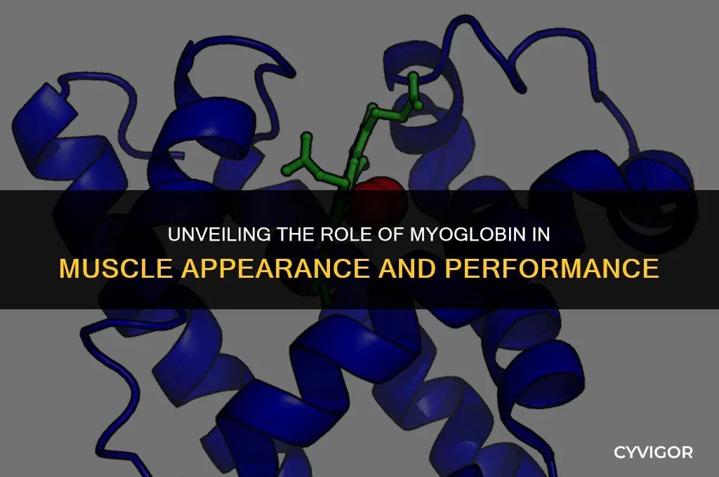 does myoglobin affect what muscles look like