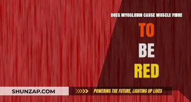 Myoglobin's Role in Red Muscle Fibers