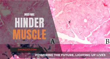 NAC and Muscle Growth: Friend or Foe?