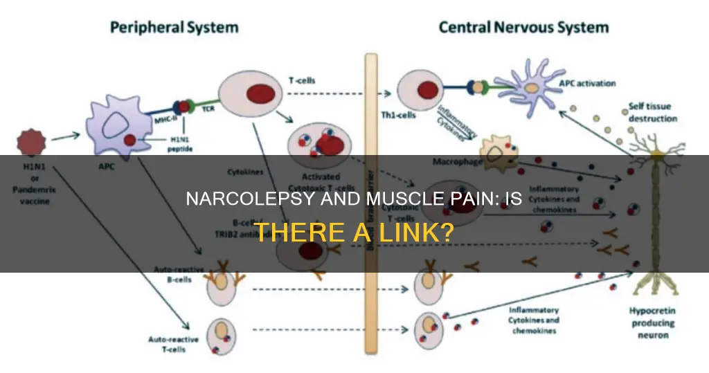 does narcolepsy cause muscle pain