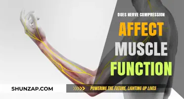 Exploring the Impact of Nerve Compression on Muscle Functionality
