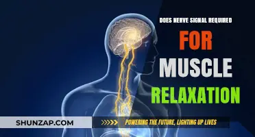 Understanding Nerve Signals: Essential Role in Muscle Relaxation Explained