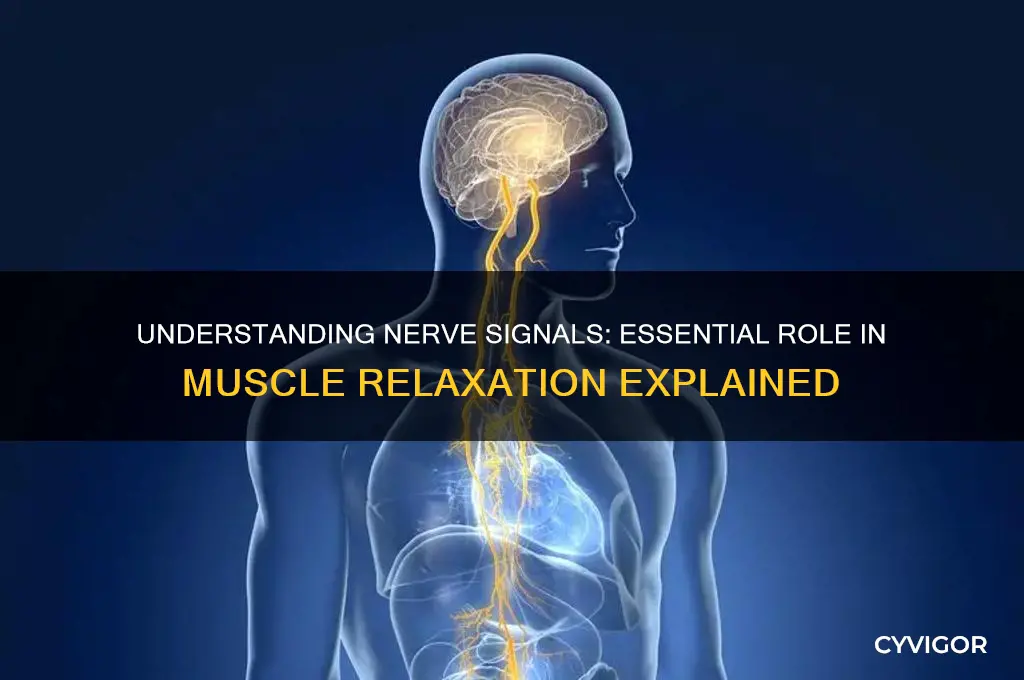 does nerve signal required for muscle relaxation