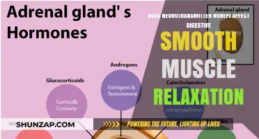 Norepinephrine's Role in Digestive Smooth Muscle Relaxation: A Detailed Exploration