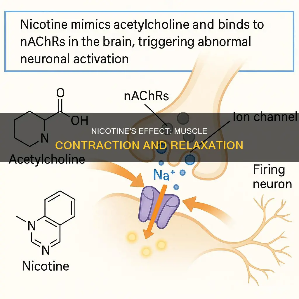 does nicotine cause muscle contraction